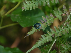 Cyrtonota