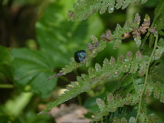 Cyrtonota