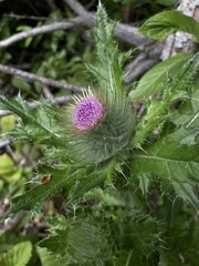 Cirsium brevistylum