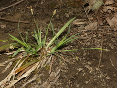 Carex laxiculmis