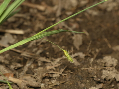 Carex laxiculmis