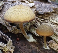 Simocybe phlebophora