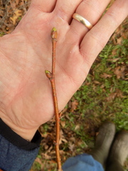Tilia americana americana