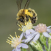 Hairy-banded Mining Bee - Photo (c) Heather Holm, some rights reserved (CC BY-NC), uploaded by Heather Holm