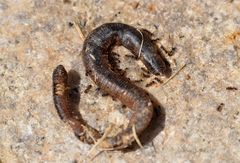 Tetramorium tsushimae