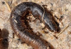 Tetramorium tsushimae