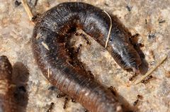 Tetramorium tsushimae