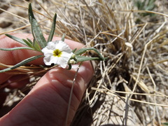 Euploca convolvulacea
