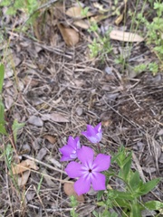 Phlox drummondii