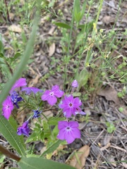 Phlox drummondii