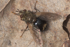 Epalpus