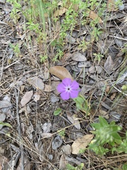 Phlox drummondii