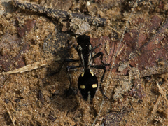 Traumatomutilla graphica