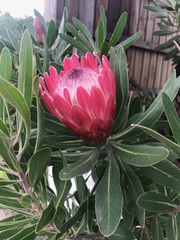 Protea compacta × susannae