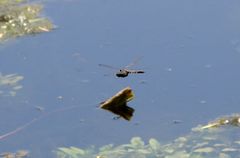 Orthetrum albistylum