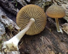Simocybe phlebophora
