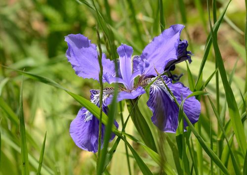 Iris tectorum