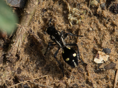 Traumatomutilla graphica