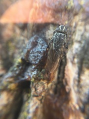 Polleniidae