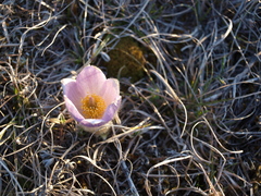 Pulsatilla vulgaris