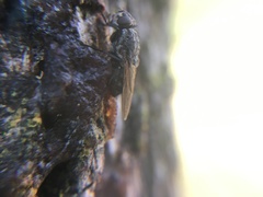Polleniidae