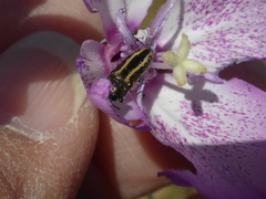 Acmaeodera nigrovittata