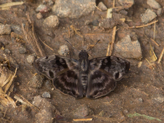 Ebrietas