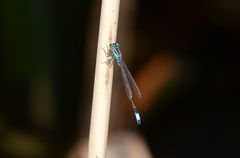 Ischnura elegans