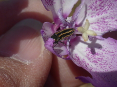 Acmaeodera nigrovittata