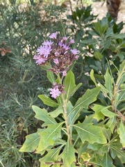 Acourtia microcephala