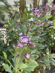 Acourtia microcephala