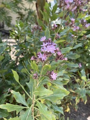 Acourtia microcephala