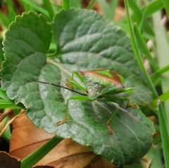 Elasmostethus interstinctus