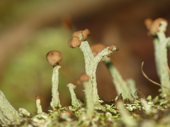 Cladonia subcariosa