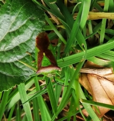 Elasmostethus interstinctus