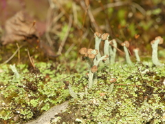 Cladonia subcariosa