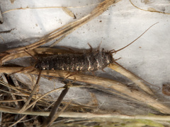 Allacrotelsa spinulata