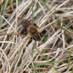 Andrena dunningi