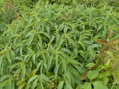 Monarda punctata