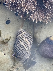 Acanthinucella punctulata