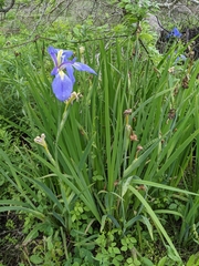 Iris giganticaerulea