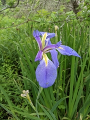 Iris giganticaerulea