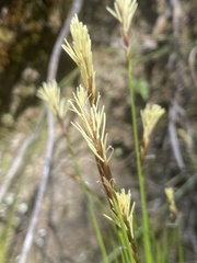 Carex geyeri