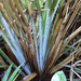 Austroderia fulvida - Photo (c) bbi2, algunos derechos reservados (CC BY-NC), subido por bbi2