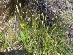 Carex geyeri