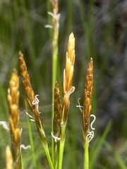 Carex geyeri