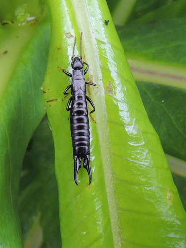 Forficulidae nuotrauka