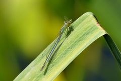 Paracercion plagiosum