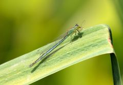 Paracercion plagiosum