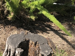Sceloporus occidentalis